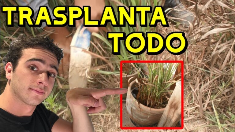 Guía Práctica para Trasplantar Plantas de Exterior