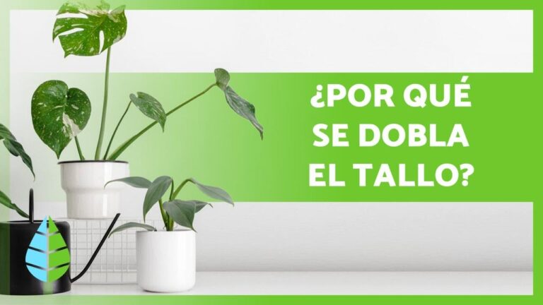 Soluciones para el Ca&iacute;da Lateral de tu Planta