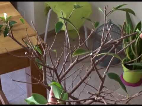 Recuperación de Ficus sin hojas: Guía práctica