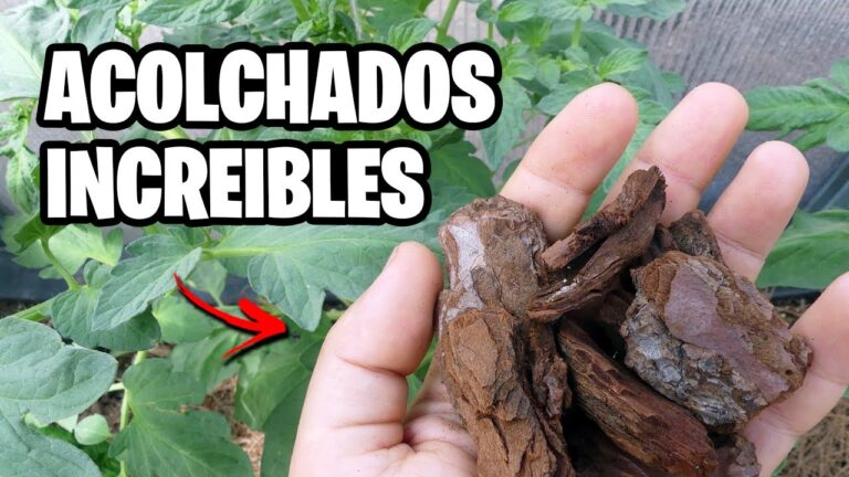Guía para Comprar un Acolchado para tu Huerto