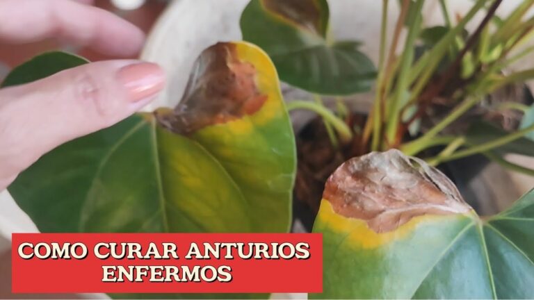 Guía para Cuidar Anturios Enfermos