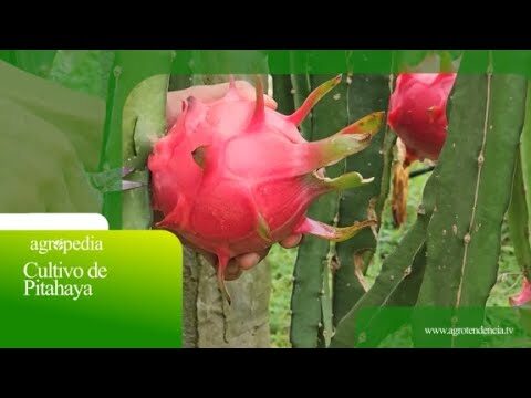 Conoce la planta de la pitahaya