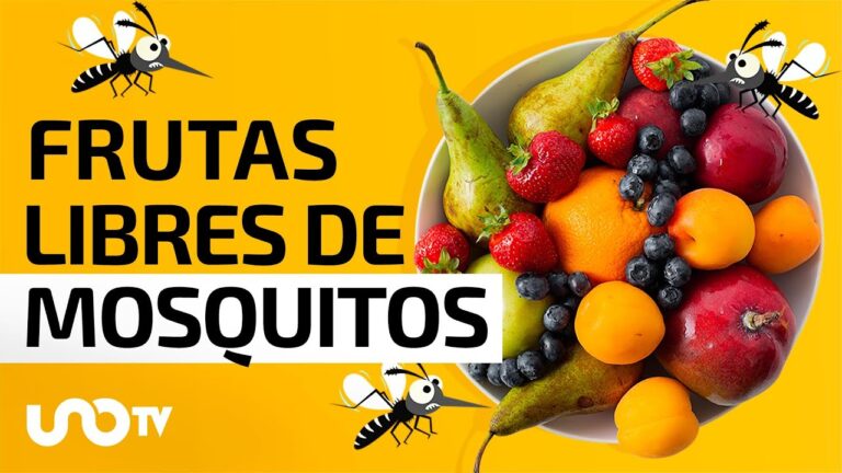 Remedio casero efectivo contra los mosquitos de la fruta