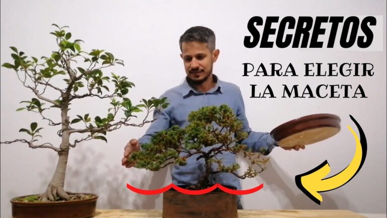 Maceteros ideales para tus bonsáis