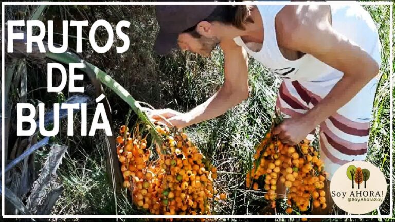 Tipos de frutos de palmeras: Una guía completa