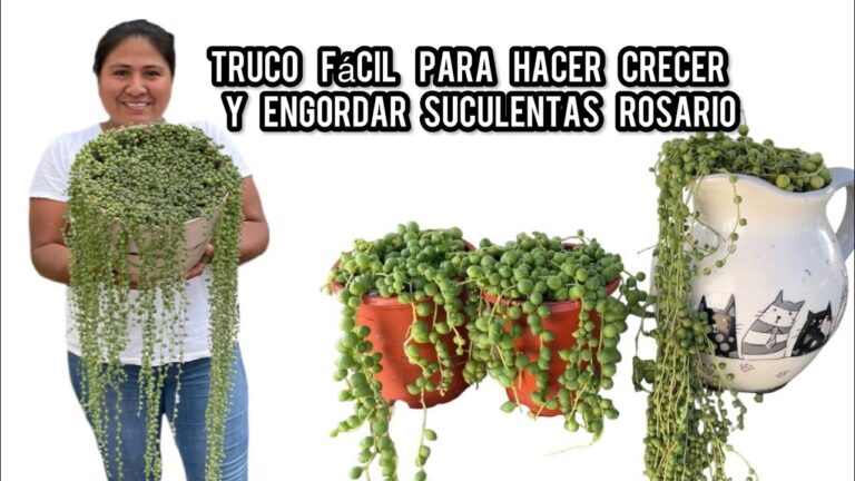 Dónde comprar la planta del rosario