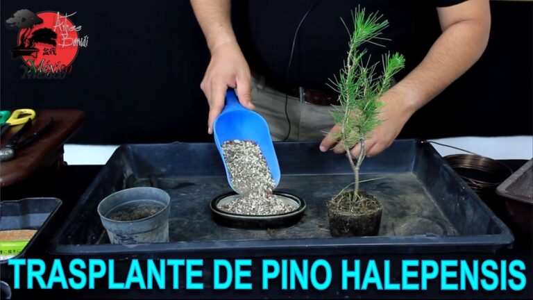 Cómo hacer bonsái de pino