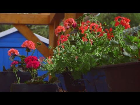 Guía para cultivar geranios en jardineras