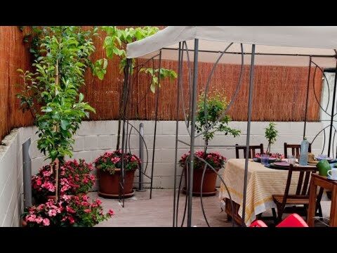 Cultivo de Árboles Frutales en Maceta para Terrazas