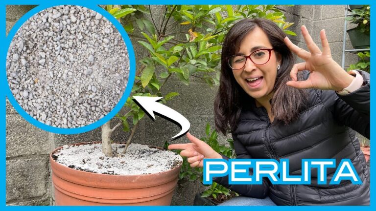 Gu&iacute;a para comprar perlita para tus plantas