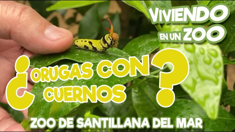 Misteriosa oruga verde con cuerno: descubriendo su fascinante secreto