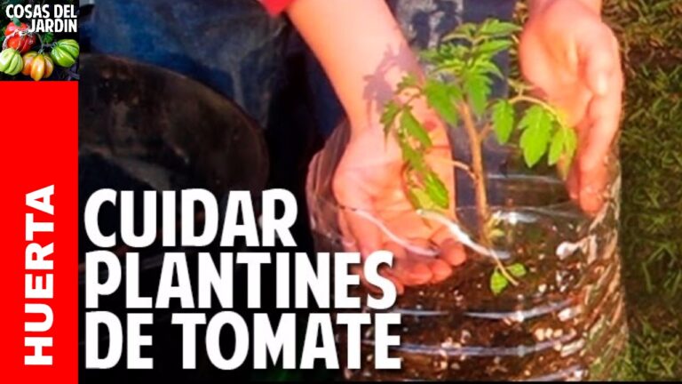 Guía para el cuidado de la planta de tomate recién germinada