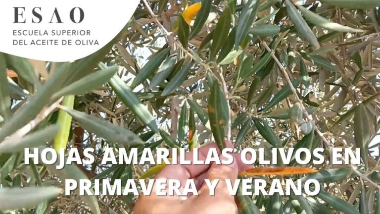 Soluciones para hojas marrones en olivos