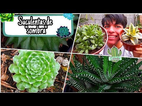 Sin&oacute;nimos de Suculenta: Variedades y Usos