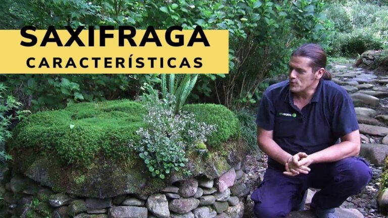 Saxifraga Variegata Rosa: Guía Completa de Cuidado y Cultivo