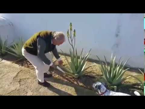 El Aloe Vera: ¿Tiene Flores?