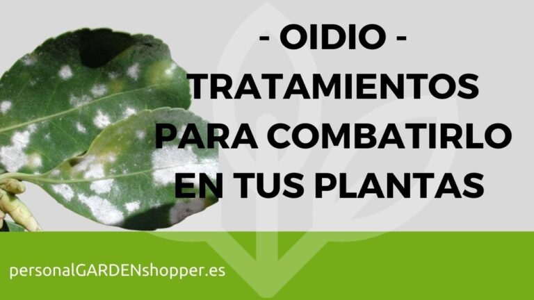 Control Efectivo del Oídio en Plantano de Sombra