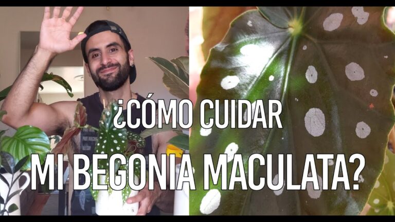 Problemas comunes de la begonia maculata: Guía de soluciones