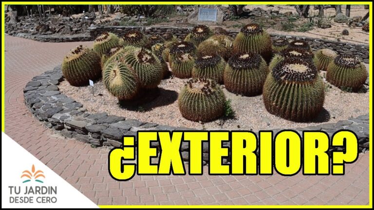 Decora tu exterior con cactus altos