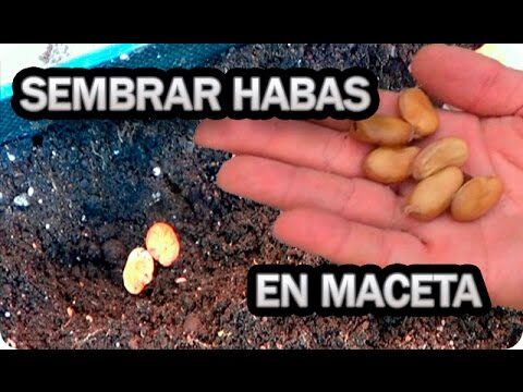 El mejor momento para sembrar habas