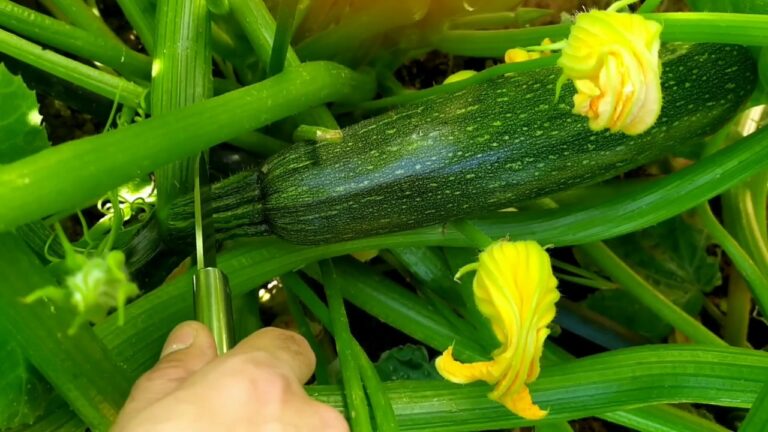 Secretos para un óptimo crecimiento de la planta de calabacín