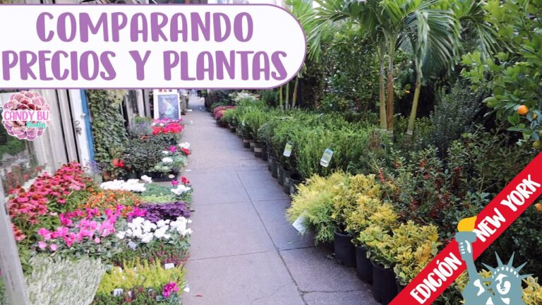 Venta de plantas cercanas a ti: Encuentra la mejor selecci&oacute;n