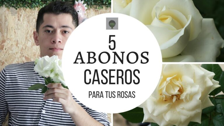 Abono casero para rosales: Gu&iacute;a optimizada