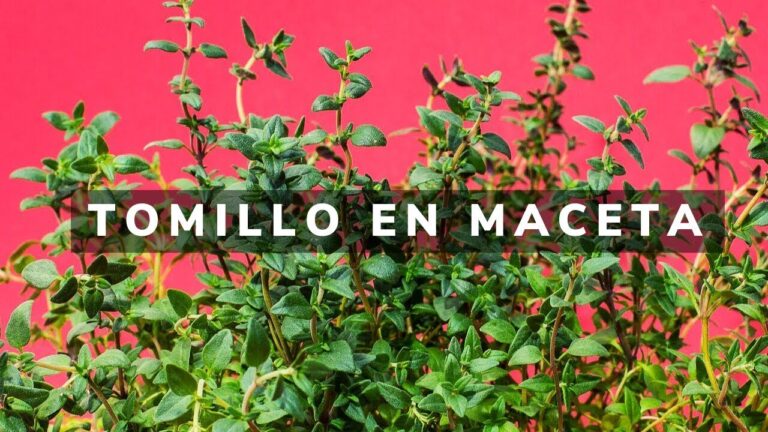 C&oacute;mo plantar tomillo en maceta