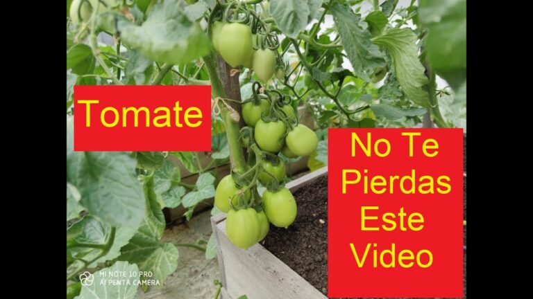 Tiempo de crecimiento de un tomate