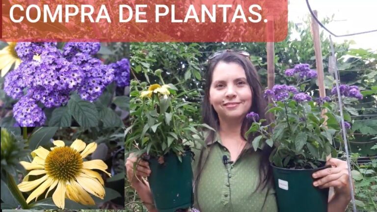 Dónde Comprar Plantas Mariposa: Guía de Compras