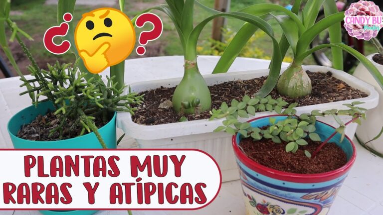 Planta Rarisima: Tesoro Botánico Oculto