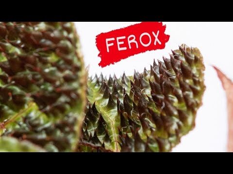 Guía completa para el cuidado de Begonia ferox