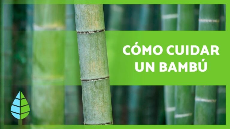 Guía Esencial para Cuidar un Bambú