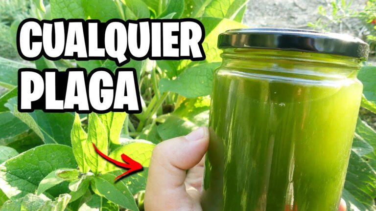 Insecticida casero para proteger tus tomates