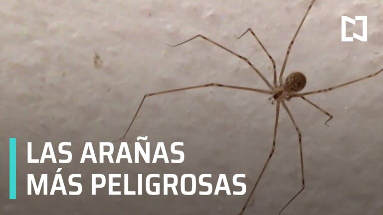 C&oacute;mo tratar la picadura de ara&ntilde;a roja