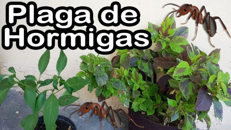 Guía para controlar hormigas en macetas