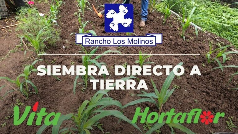 Gu&iacute;a para plantar semillas directamente en tierra