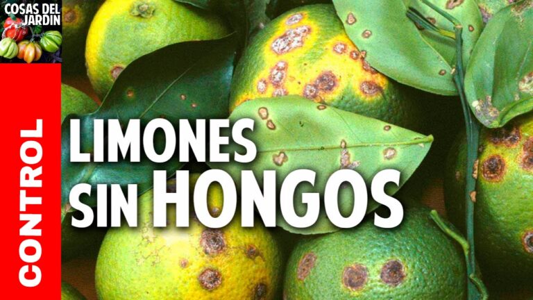 Gu&iacute;a para el Control Efectivo del Hongo Limonero