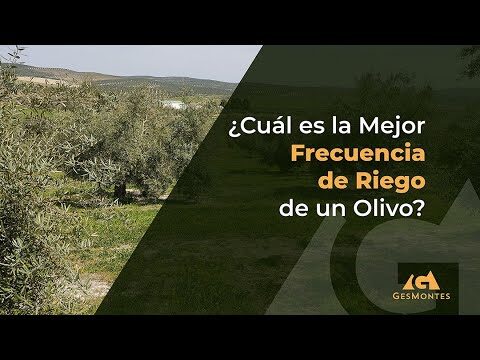 ¿Es beneficioso regar los olivos en flor?