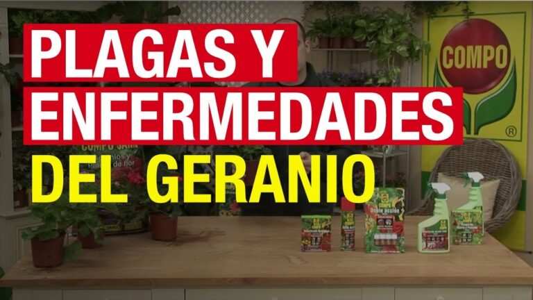 Enfermedades comunes en geranios causadas por hongos