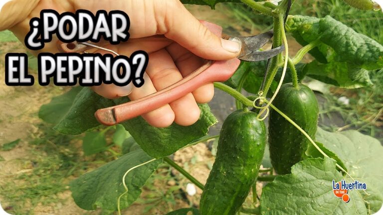 Optimización del Cultivo de Matas de Pepinos