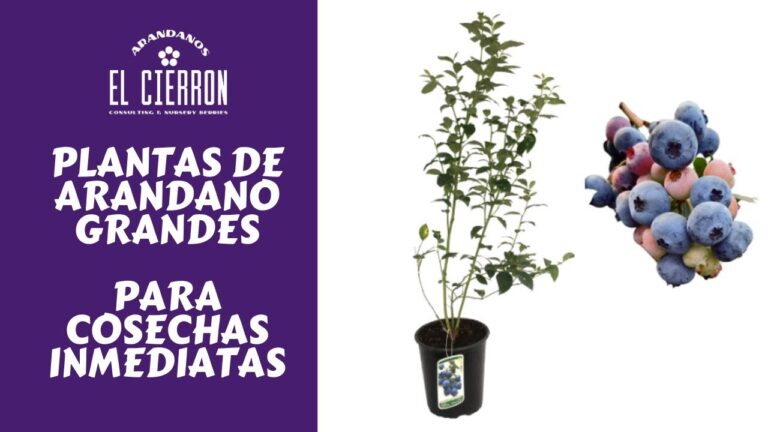 D&oacute;nde Comprar Plantas de Ar&aacute;ndanos: Gu&iacute;a de Compra