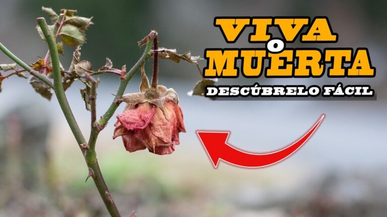 El significado de la vida para un &aacute;rbol sin marchitarse