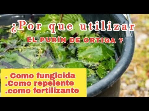 Cómo prevenir hojas amarillas en tomateras