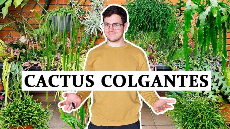 Ideas para cultivar cactus colgantes con flor
