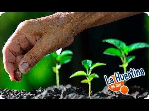 Mejor época para sembrar tomates.