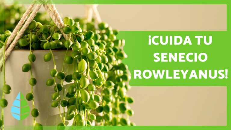 Gu&iacute;a Completa para Cultivar la Enredadera Rosario Rosa