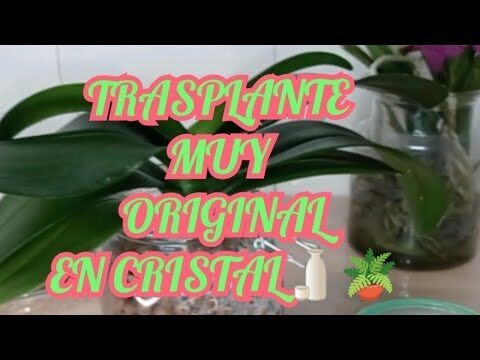 Jarrones de Cristal ideales para Orquídeas