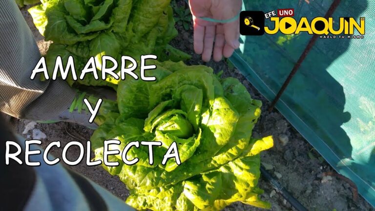 Gu&iacute;a Pr&aacute;ctica para Atar Lechuga Eficazmente