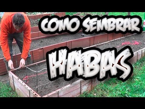 Época óptima para sembrar habas en Andalucía